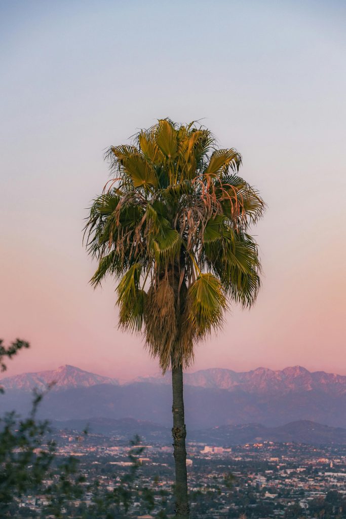 Palm tree overlooking Los Angeles at sunset, symbolizing hope and healing at a California rehab program.
