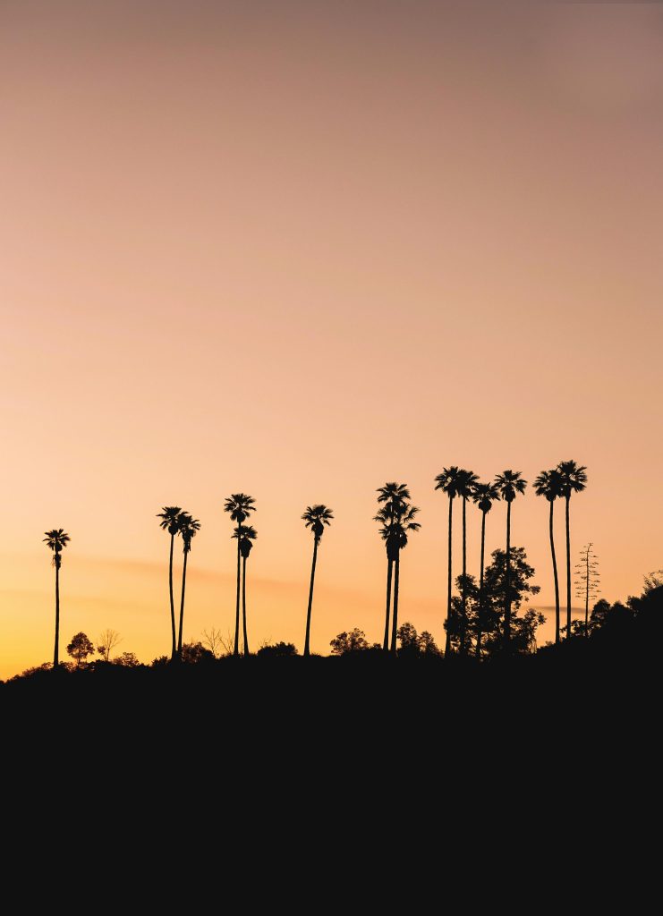 Palm trees silhouetted at sunset in Los Angeles, representing a peaceful setting for California rehab at California Detox & Recovery Center