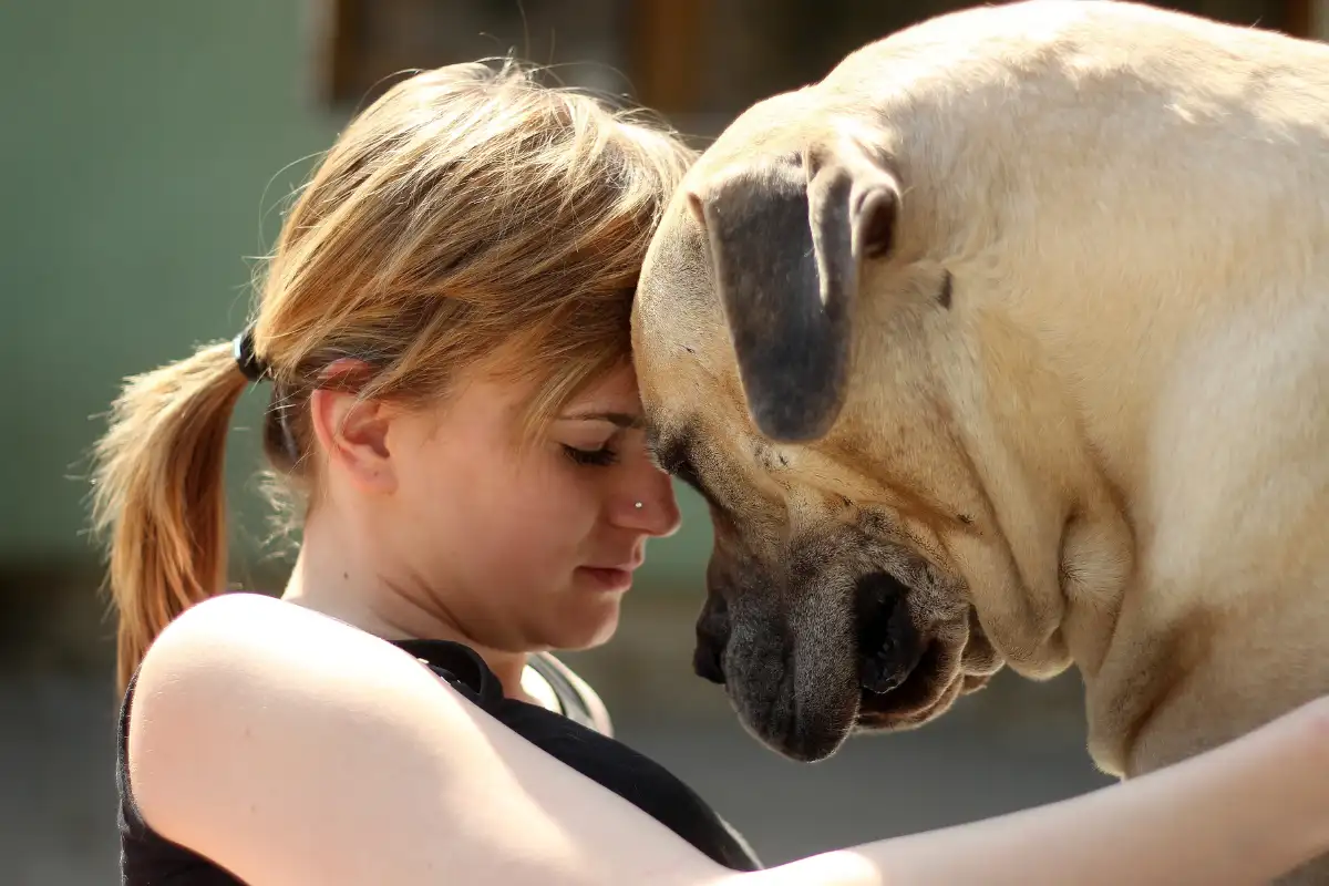 Emotional Connection Between a Young Woman and Her Beloved Mastiff Dog Outdoors