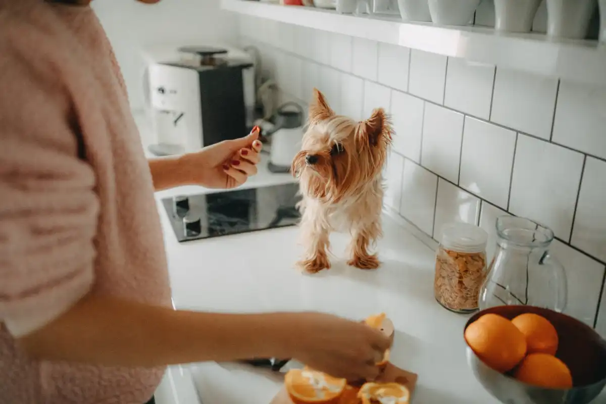 woman preparing breakfast in the kitchen with her pet
